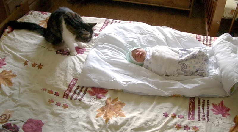 Размышления кошки возле новорожденной