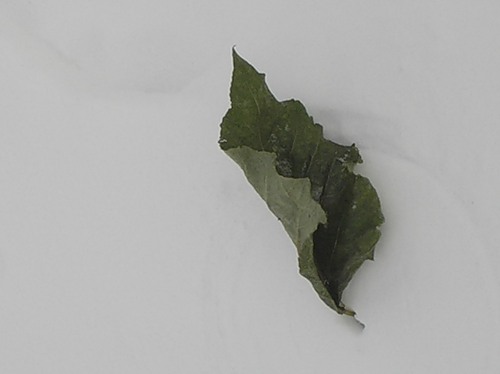 Беспризорник