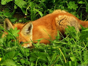 Маленький зверь