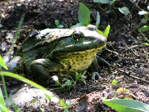 Царевна - жаба