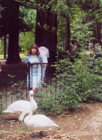 Пара лебедей