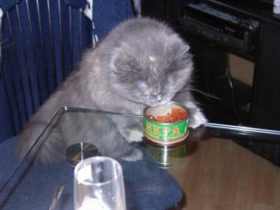 Ах, эти коты! - 44