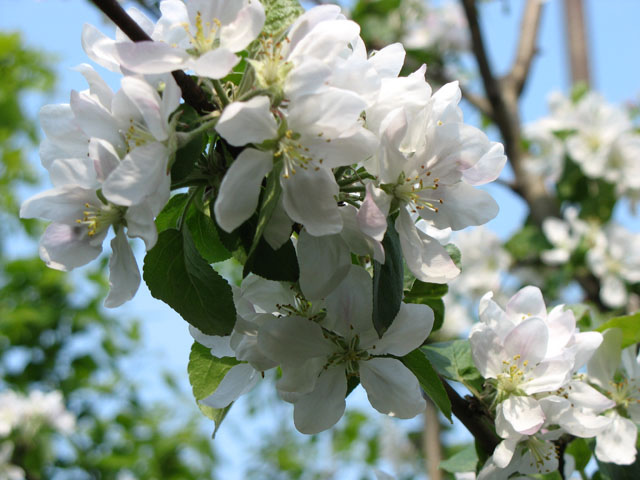 СМС-ки наночь...