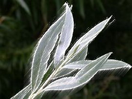 Пасхальное