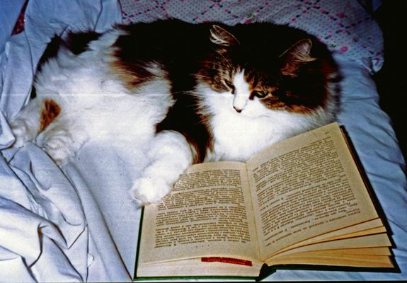 Кошачьи истории 2