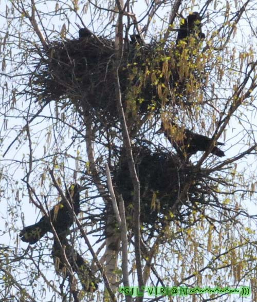 старая ворона каркает из свитого гнезда... (Александр Жгун) / Стихи.ру