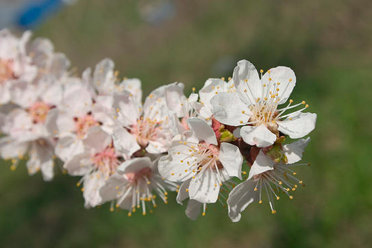 Лишь ароматы яблонь из окна...