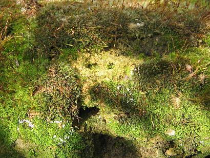 Дела пучком