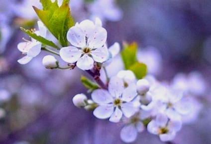 Баллада о веточке вишни