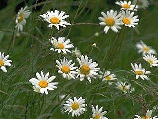 Я стану солнцем