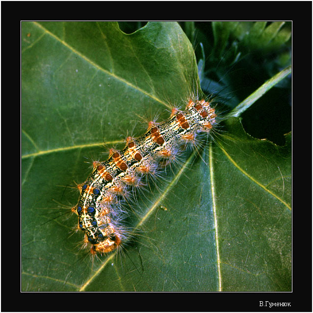 Гусеница