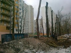 Тополя