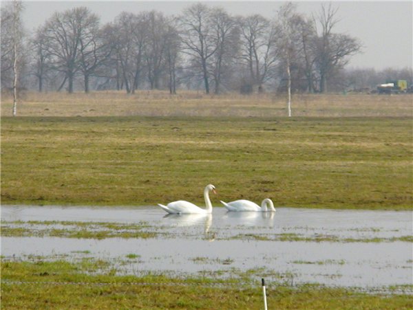Лебеди у дороги
