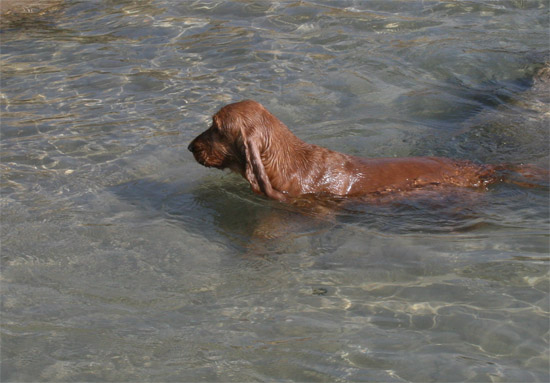 Собачка Лючи