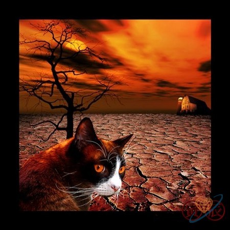 Кошке Джуле...