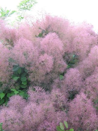 Струны девичьих волос