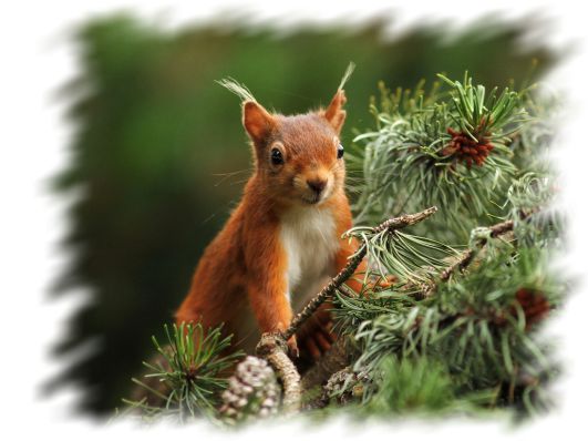 Осенний сон