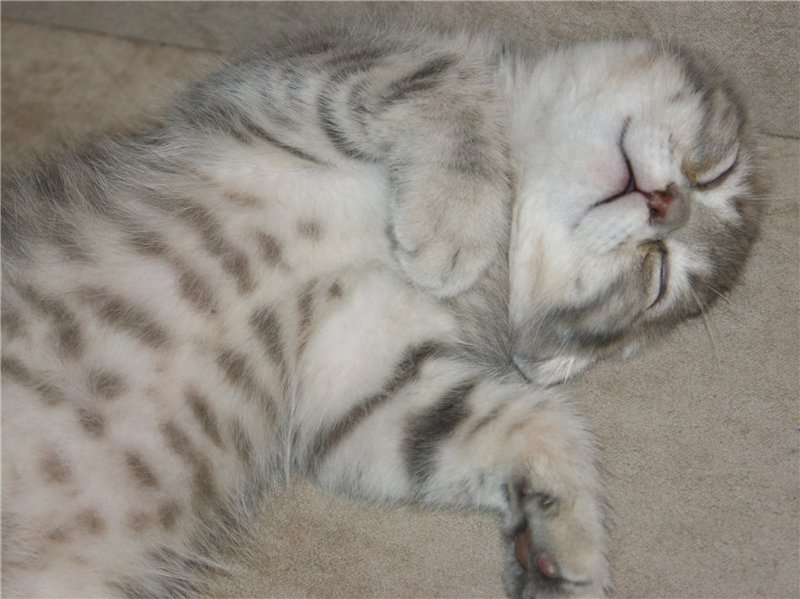 Спокойной ночи