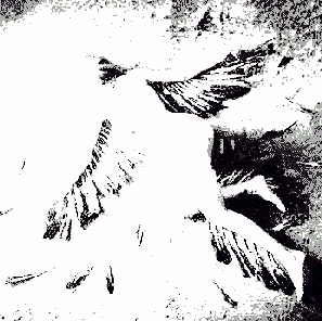 Зимний фокстрот...