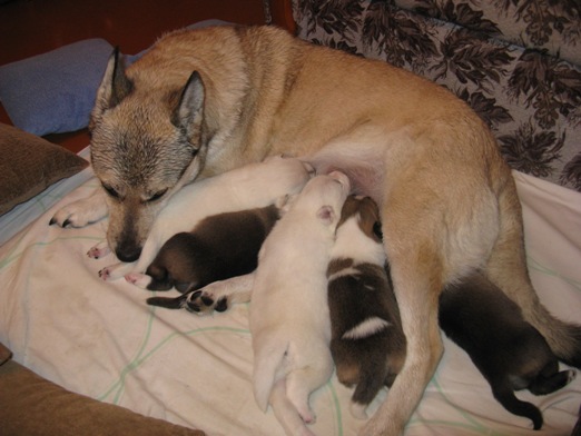 Подарок к юбилею