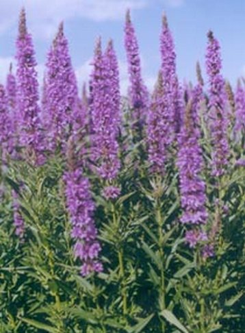 Опять Любовь вернулась золотая