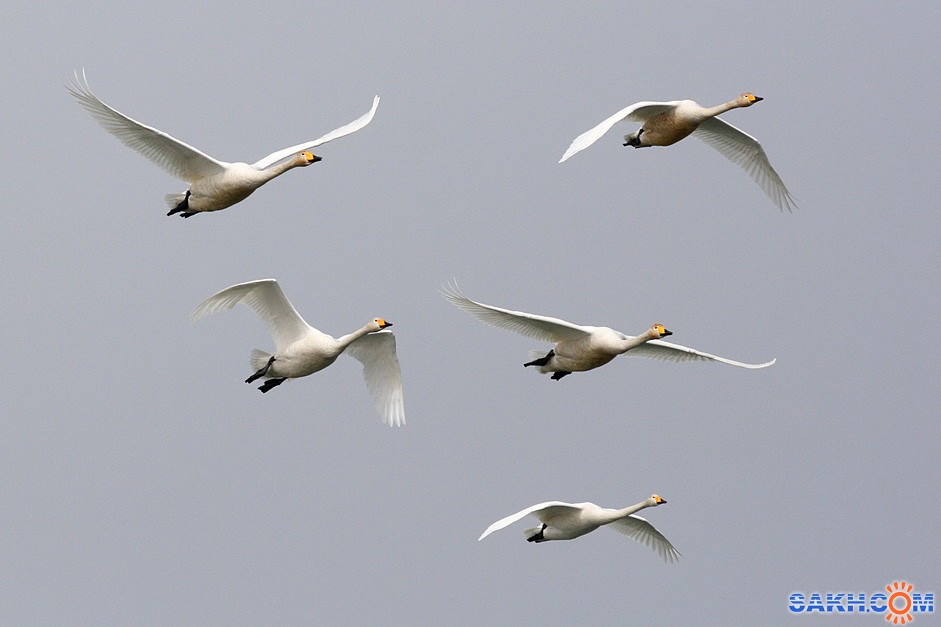 Полет белых лебедей. Стая лебедей. Перелетные птицы в полете. Стая лебедей в полете. Лебеди улетают.
