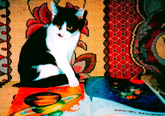 Я в книжку усердно гляжу