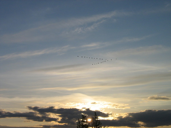 Под небом сумрачным метался птичий клин