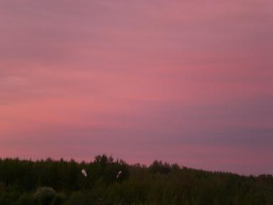 Малиновая зорька