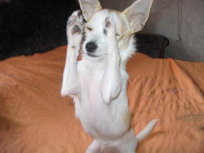 Светлой памяти моей девочки, Касеньки, Кассиопеи