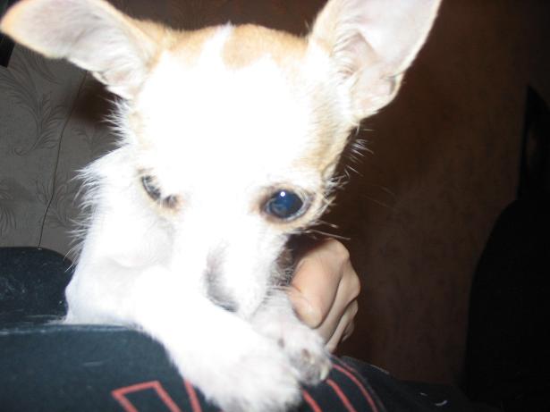 Вновь я шепчу твое имя