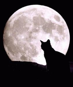 О, мое одиночество