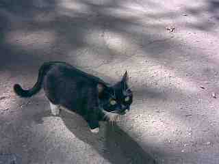 Сказка про Кота