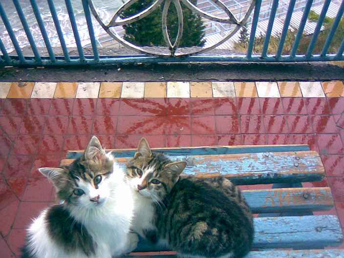 Сказка про Лес и Зверей