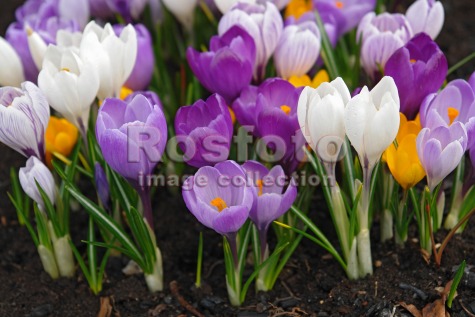 Первая любовь