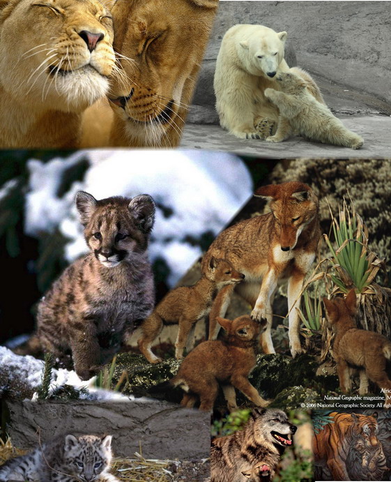 Звериная повесть