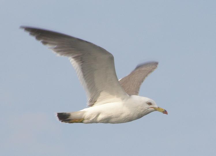 75 000 от стихирян