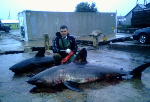 Остались сутки до мечты