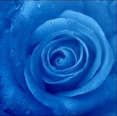 собираю лепестки роз