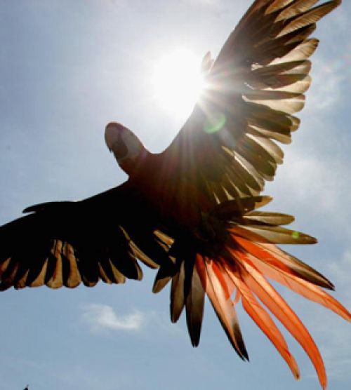 Полёт Свободы