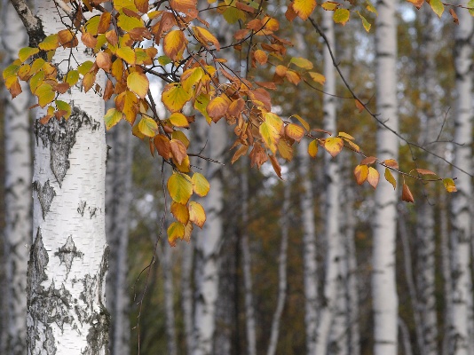 Осень, осень!