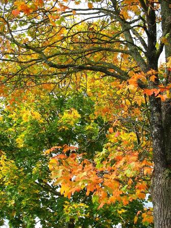 Осенний мотив