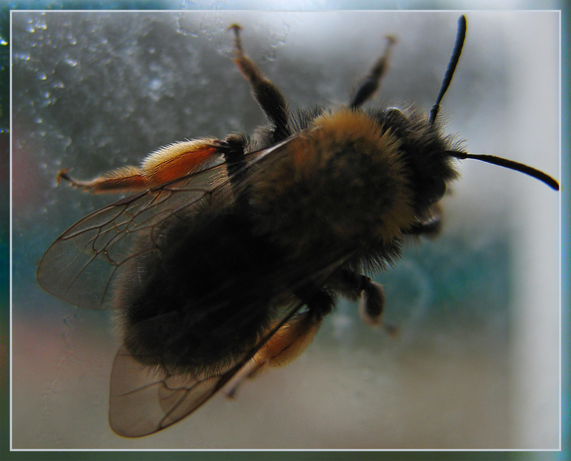 Уистен Хью Оден. Поход. Сонет 16. Герой