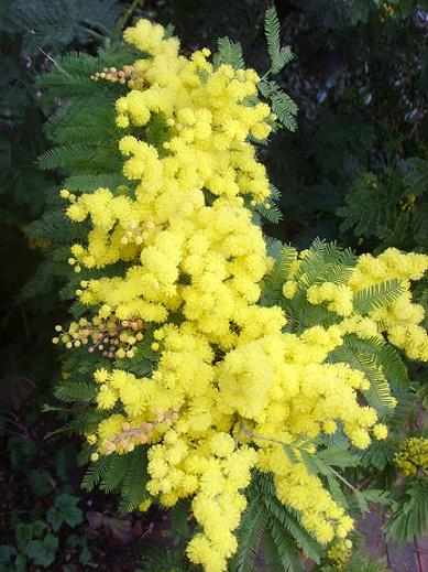 Цветы Любви