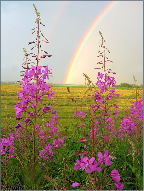 Иван-чай или кипрей