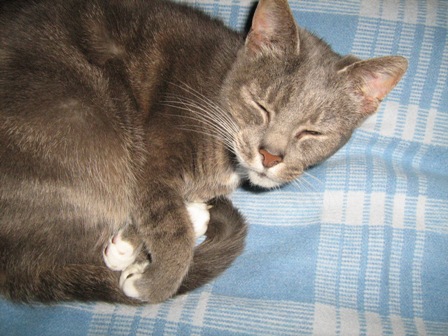 на смерть четвероногого друга