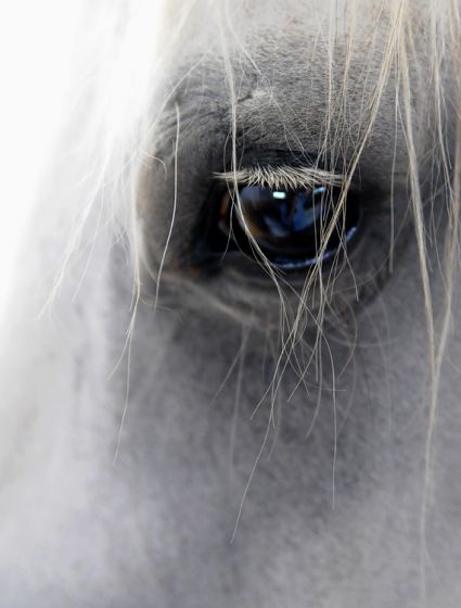 Позову Лошадку в гости