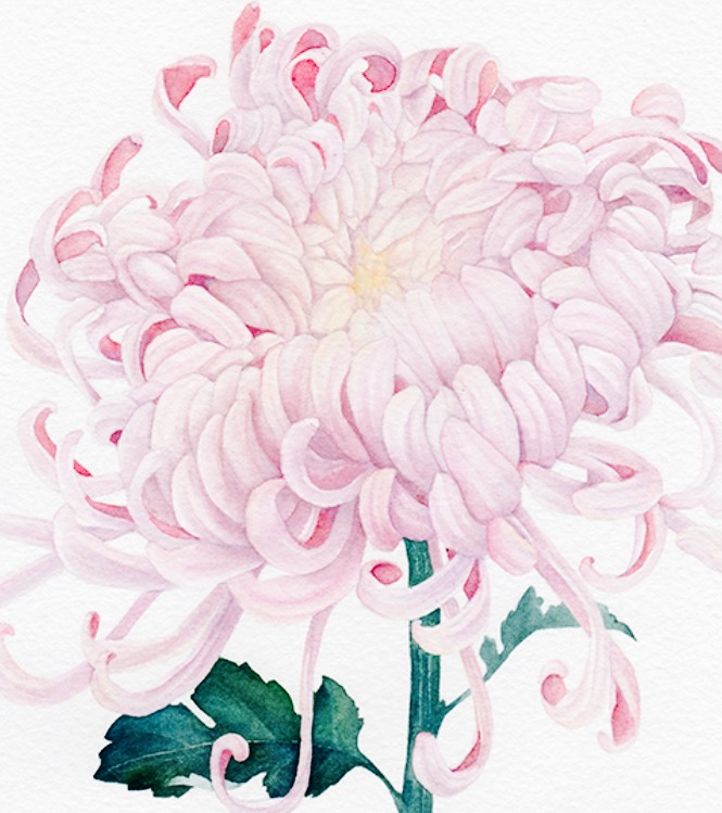 Подари мне хризантемы...