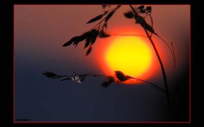 Улететь бы на луну...