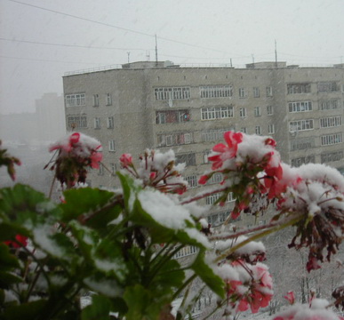 Гордая герань